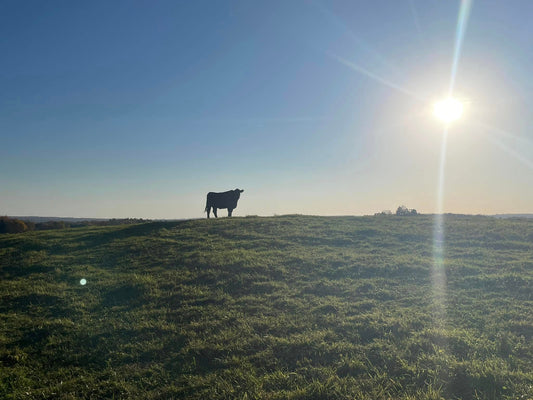Why Ash Scattering Services Should Use Rotational Grazing with Cattle