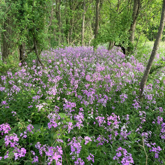 Wild Flower Ash Scattering Services