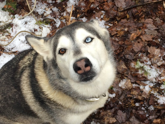 Considering A Pet Ash Scattering Service