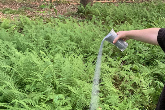 Scattering Ashes in Ferns