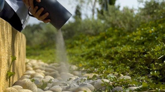 Why a Mail-In Ash Scattering Service Often Feels Easier Than a Ceremony