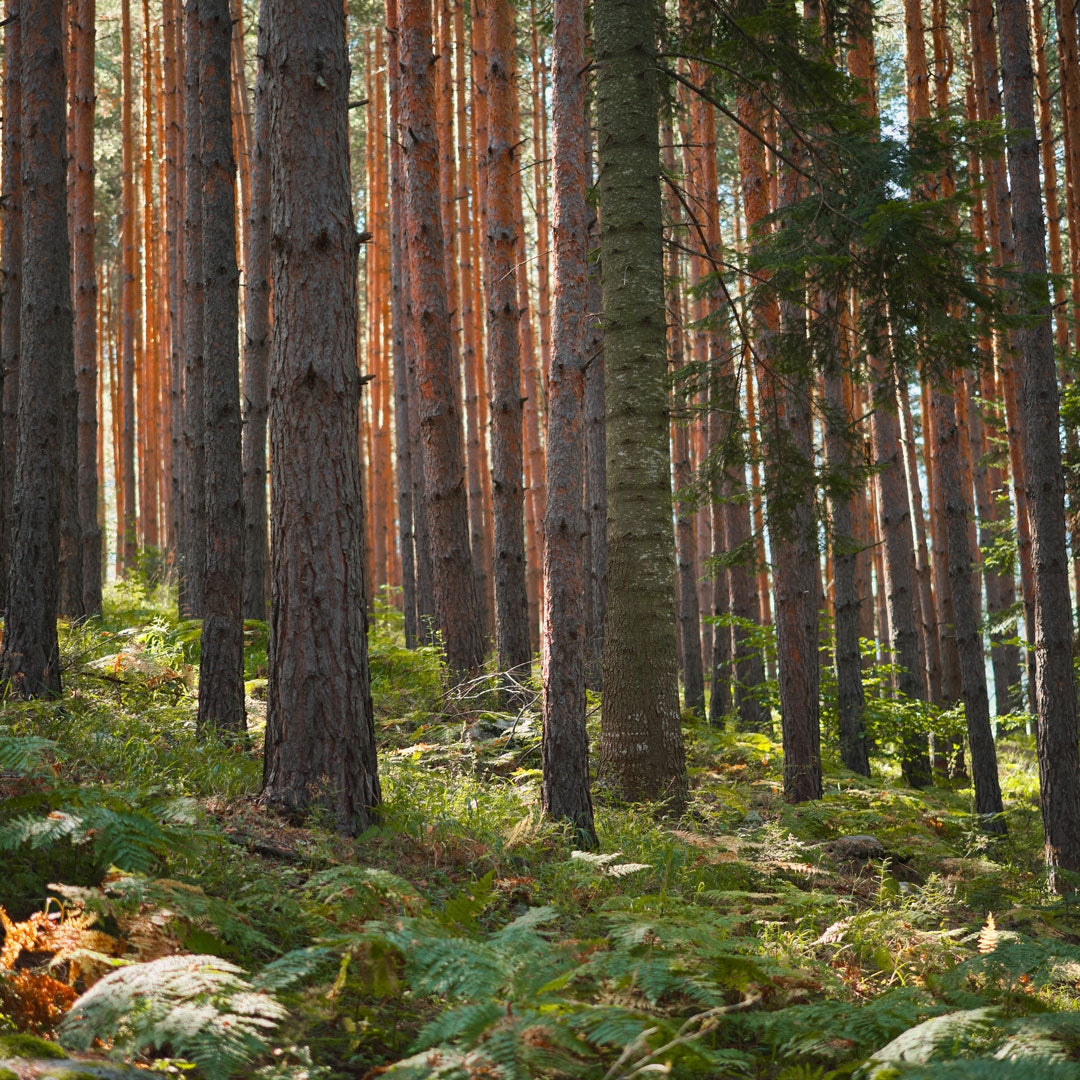 Forest/Woods Ash Scattering Service