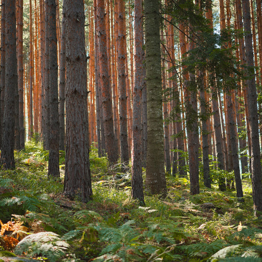 Forest/Woods Ash Scattering Service