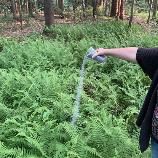 Bed of Ferns Pet Ash Scattering Service