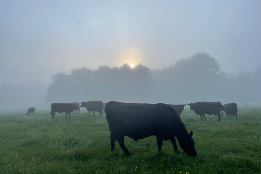 Cattle Pasture Ash Scattering Service