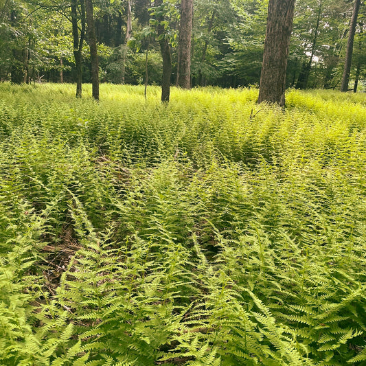Bed of Ferns Ash Scattering Service
