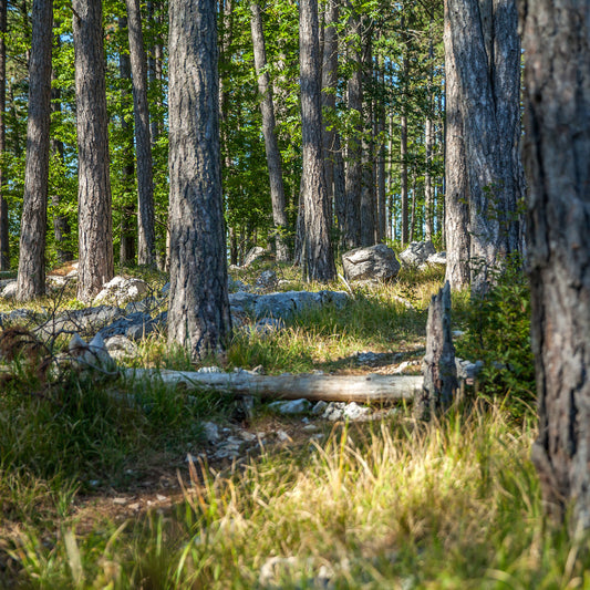 Forest Pet Ash Scattering Service