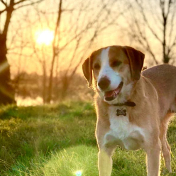 Pet Ash Scattering Services