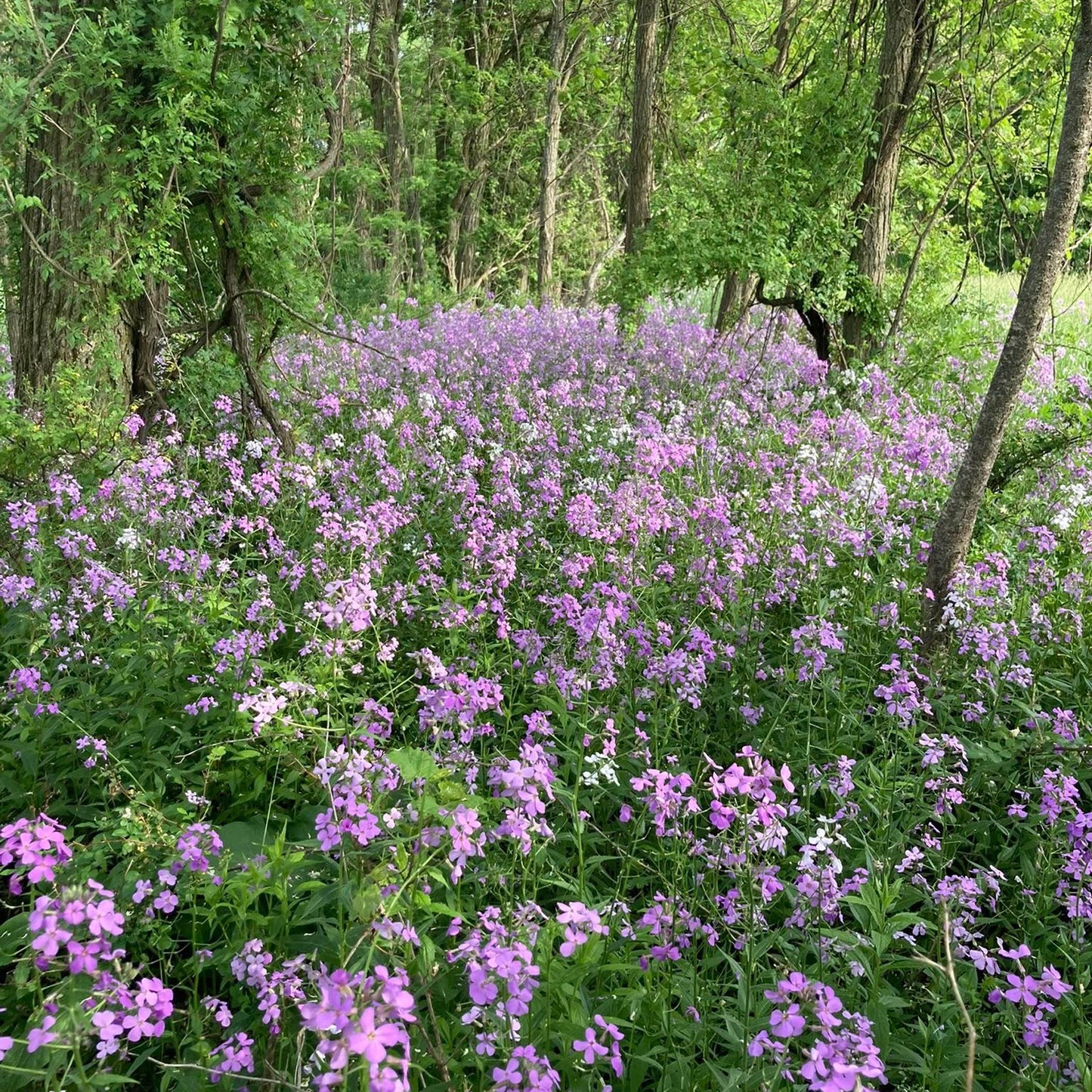 Wild Flower Ash Scattering Services