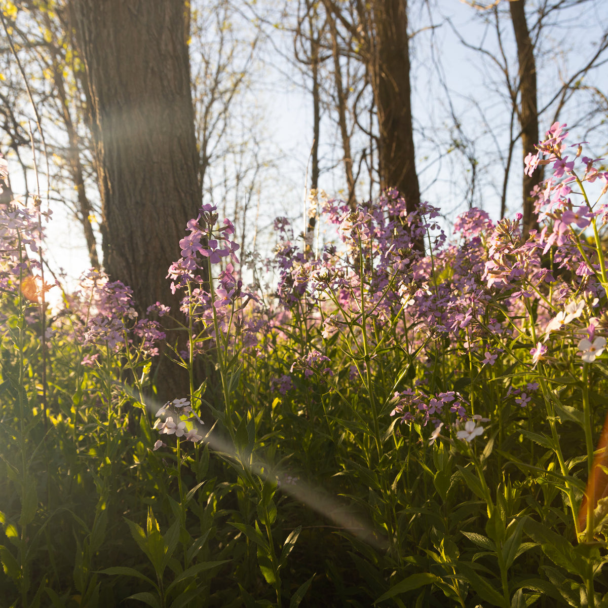 Wildflower Pet Ash Scattering Service