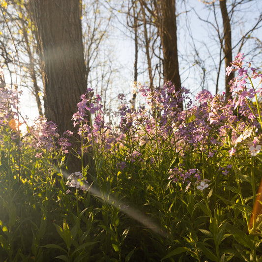 Wildflower Pet Ash Scattering Service